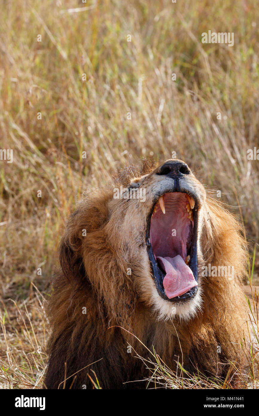 Big 5 : Mara lion (Leo) Panthero bâillements avec la bouche grande ouverte montrant pink langue dehors et redoutables canines supérieures hypertrophiées, Masai Mara, Kenya Banque D'Images