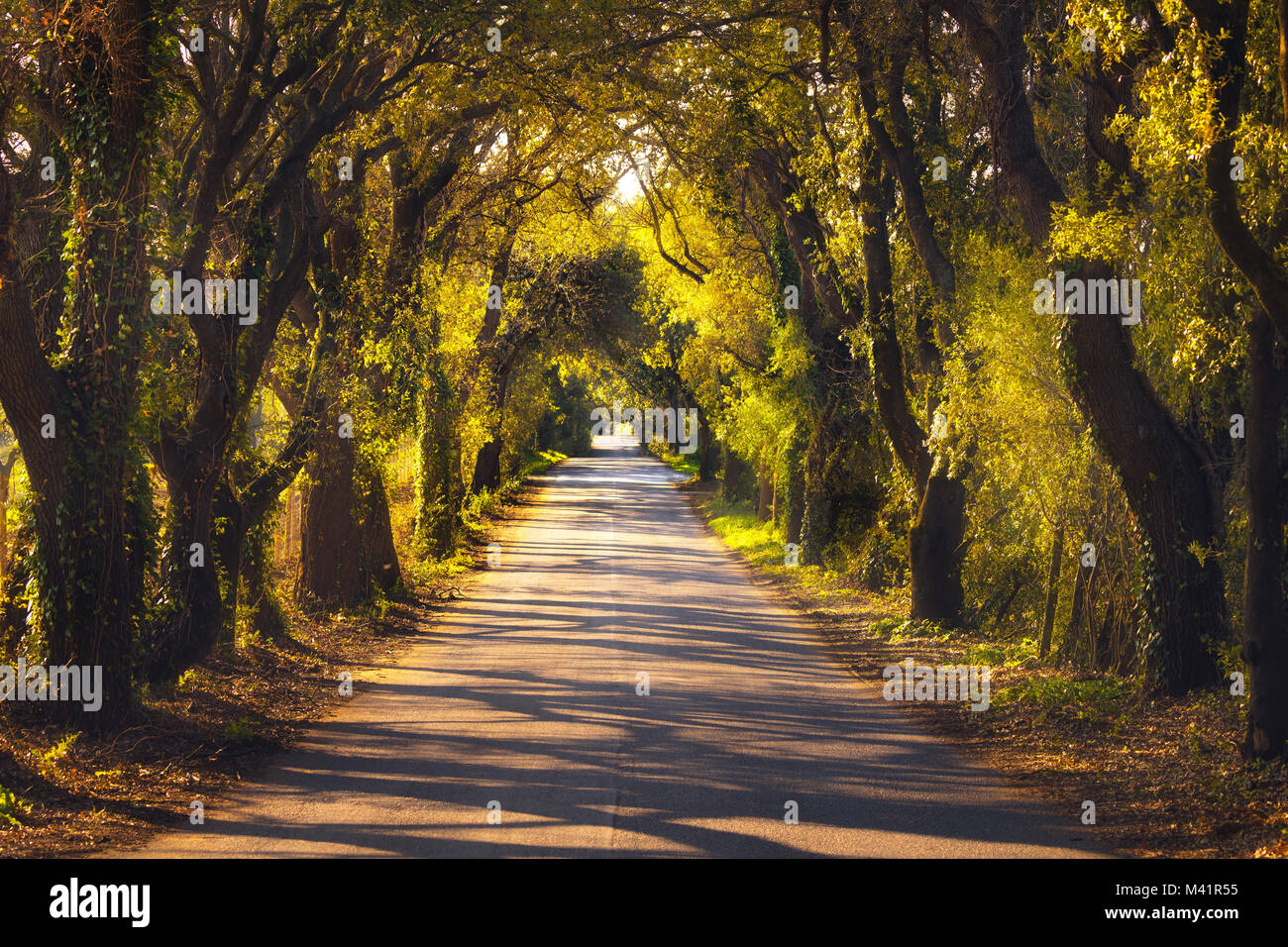 L'automne ou à l'automne, les arbres route du tunnel sur le coucher du soleil. La Maremme, Toscane, Italie l'Europe. Banque D'Images