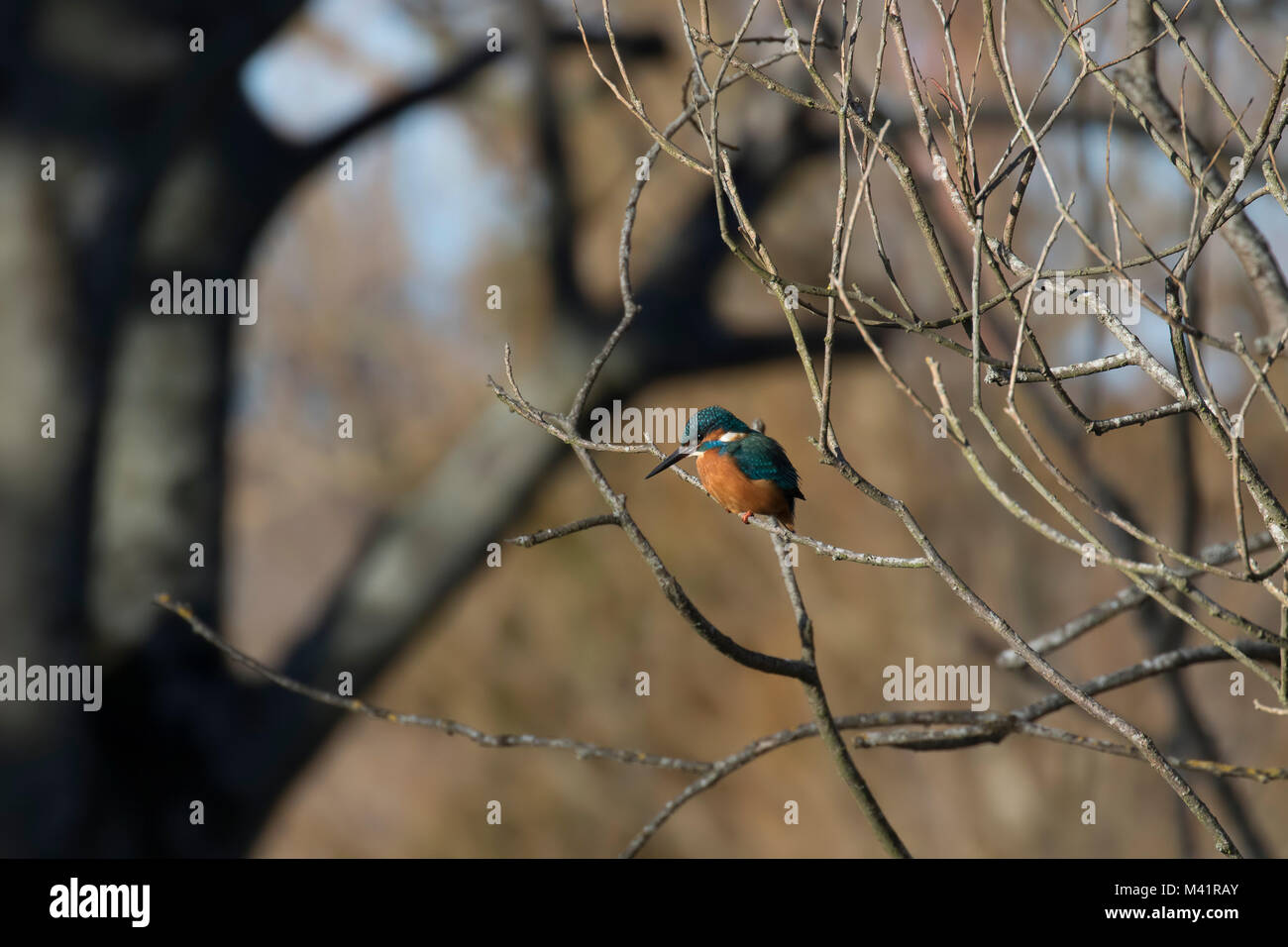 Kingfisher, Alcedinidae, perché sur une branche à côté d'étang en hiver, morayshire, Ecosse Banque D'Images