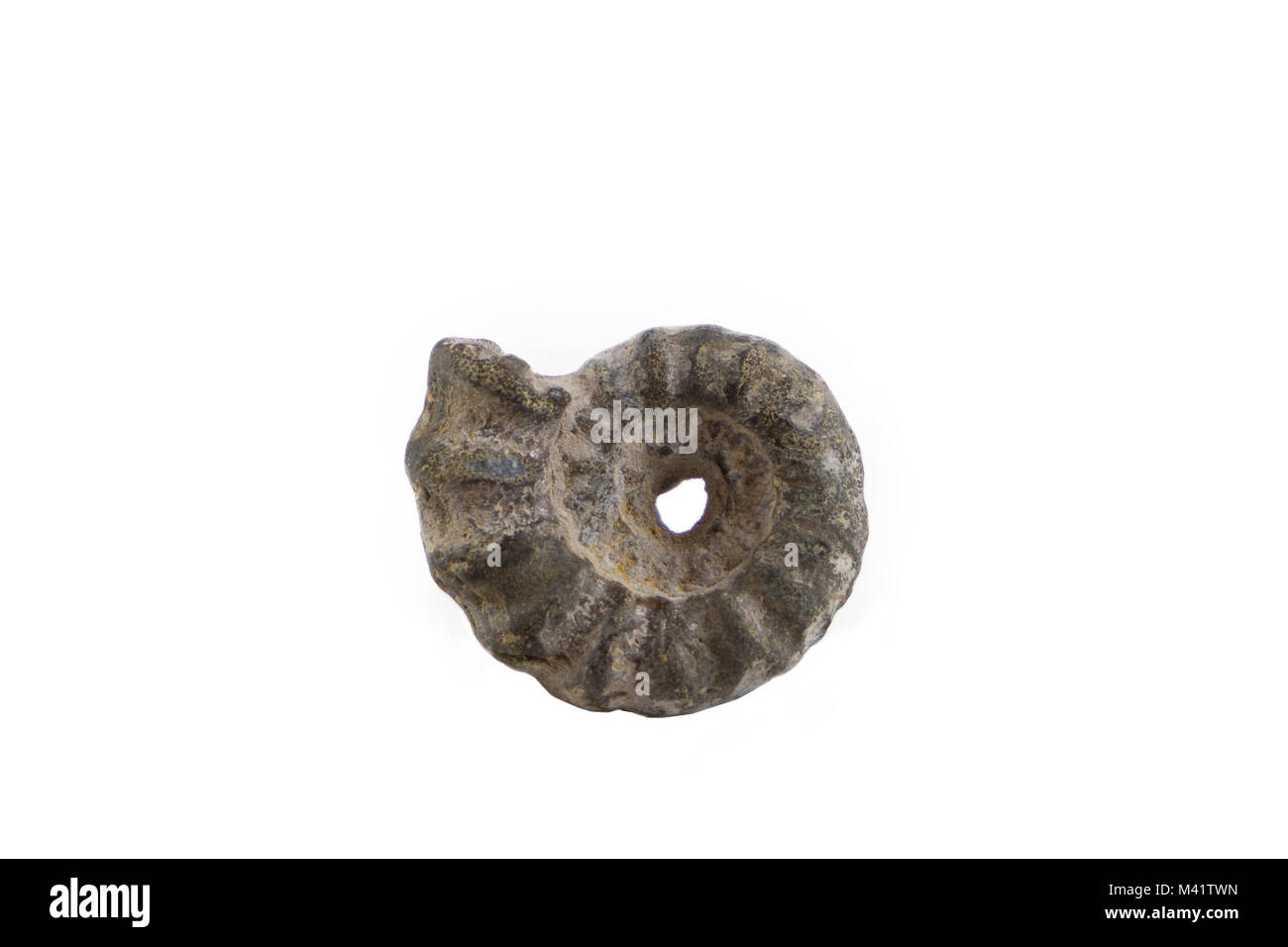 Fossiles Ammonite sur un fond blanc. Banque D'Images