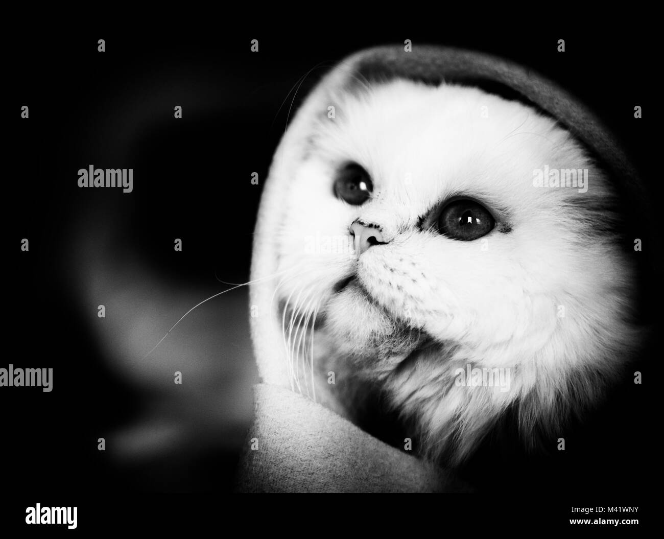 Kitty enveloppé dans une couverture Banque D'Images