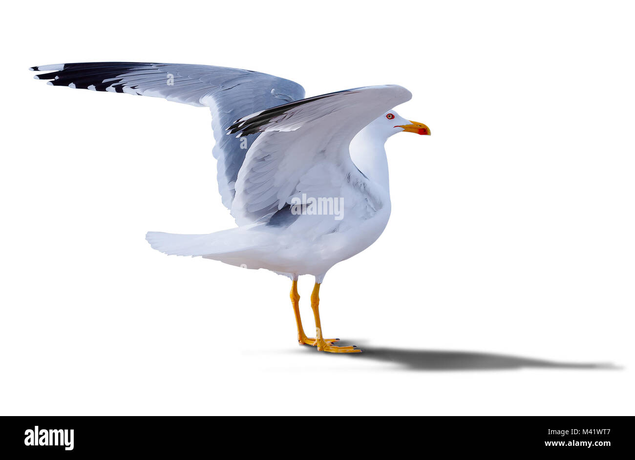 Sea Gull debout sur ses pieds. mouette . Isolated over white gull avec ailes propagation. Banque D'Images