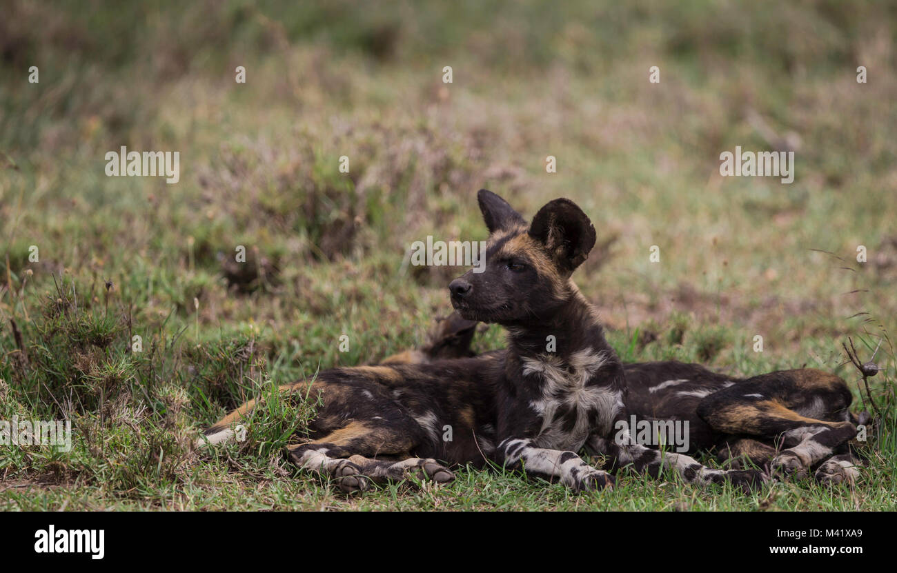 Chien sauvage d'Afrique à l'Affût Banque D'Images