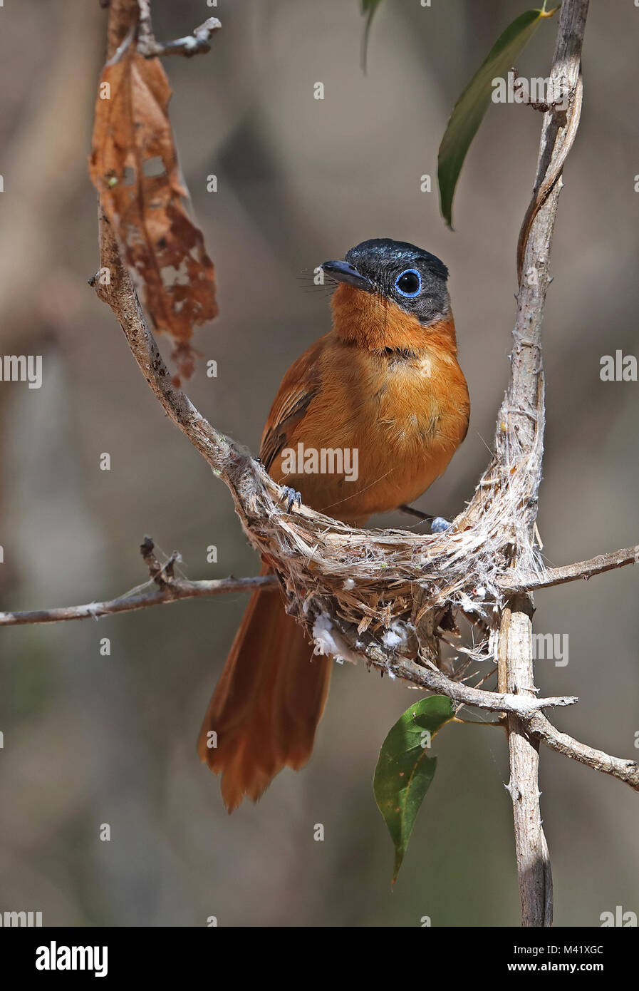 Madagascar-Paradise flycatcher Terpsiphone mutata (singetra) femelle adulte building nest, endémique de Madagascar, Madagascar Station forestière Ampijoroa Banque D'Images