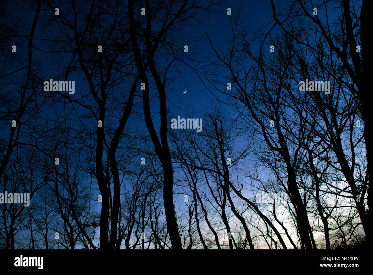 À travers les arbres jusqu'au ciel de nuit bleu foncé. Banque D'Images