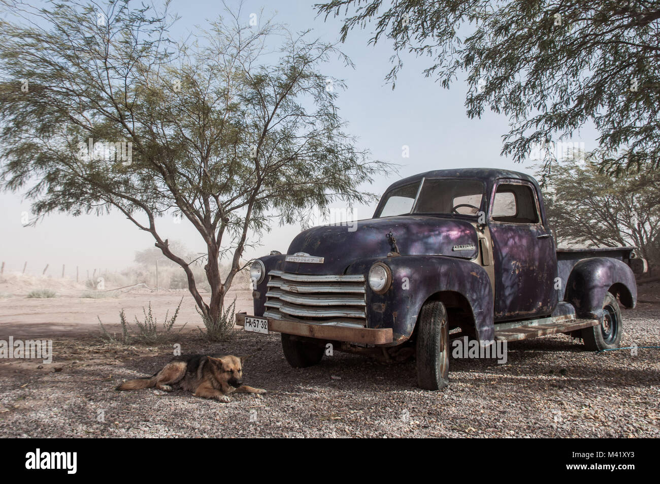 Un alsacien chien couché en face d'une vieille camionnette mauve dans le désert d'Atacama au Chili Banque D'Images