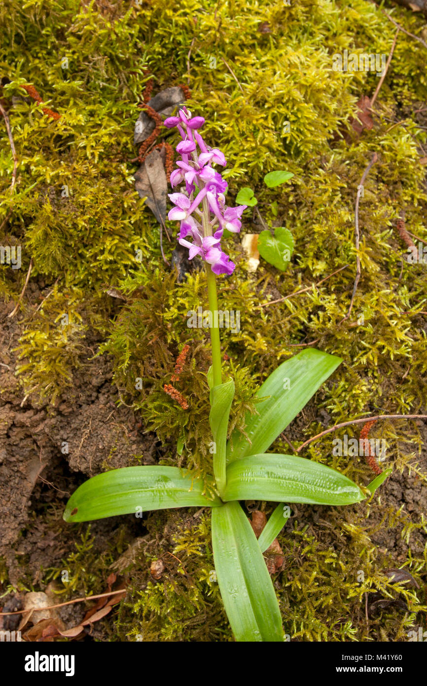 Wild Orchid en bois Kent, Angleterre du Sud-Est, Europe Banque D'Images
