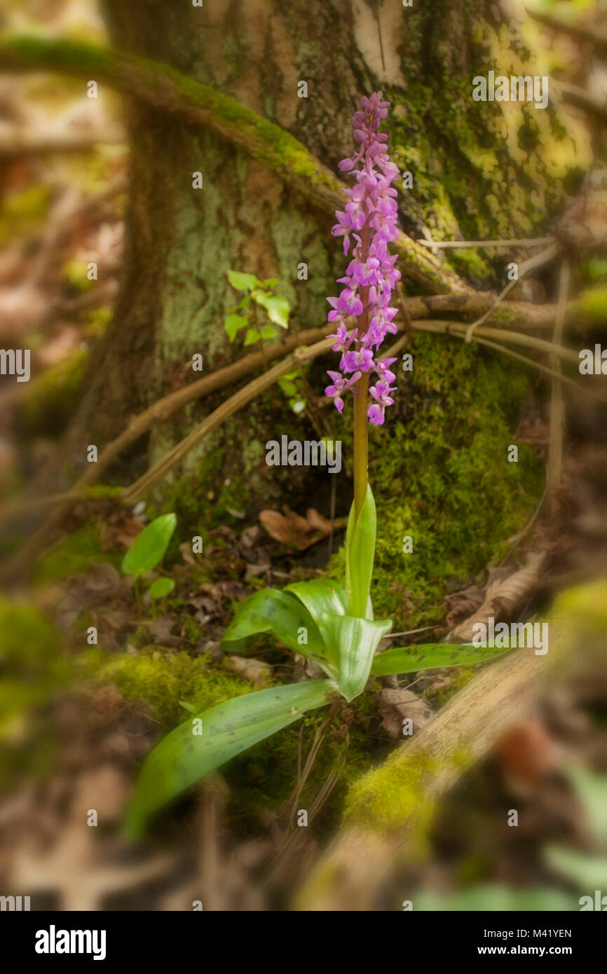 Wild Orchid en bois Kent, Angleterre du Sud-Est, Europe Banque D'Images