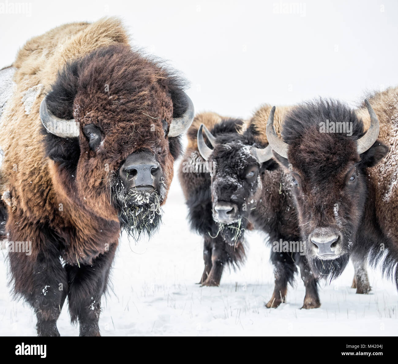 Le bison des plaines (Bison bison bison) ou American Buffalo, en hiver, au Manitoba, Canada. Banque D'Images