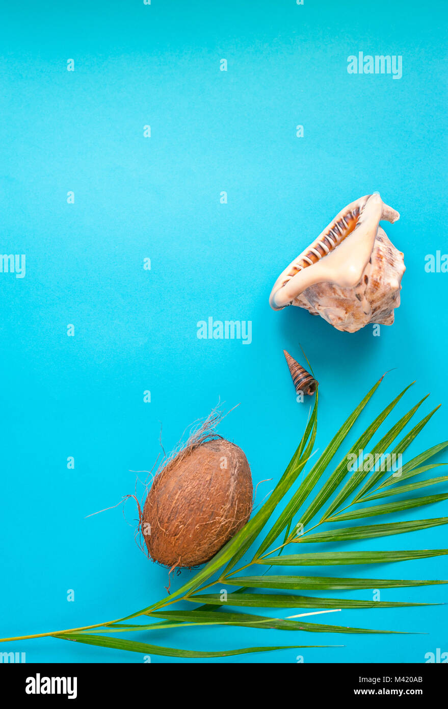 Tropical paradise concept : big tropical sea shell sur un fond bleu turquoise avec un palmier feuille. l'espace négatif. concept : big tropical sea shell sur Banque D'Images