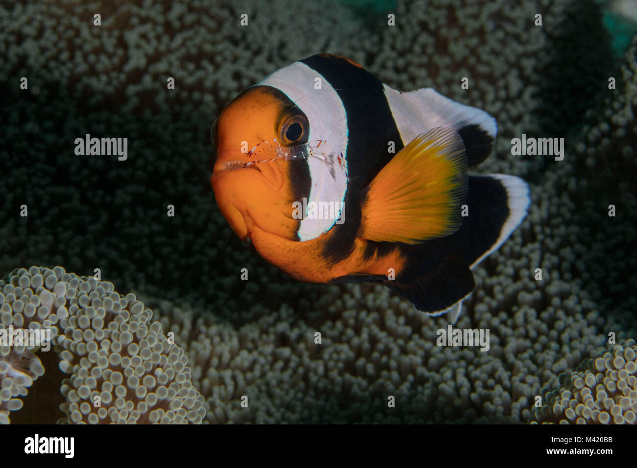 Petit copain. Poisson clown et les crevettes (Ancylomenes holthuisi Amphiprion polymnus nettoyage) près de l'île de Panglao, Philippines. Banque D'Images