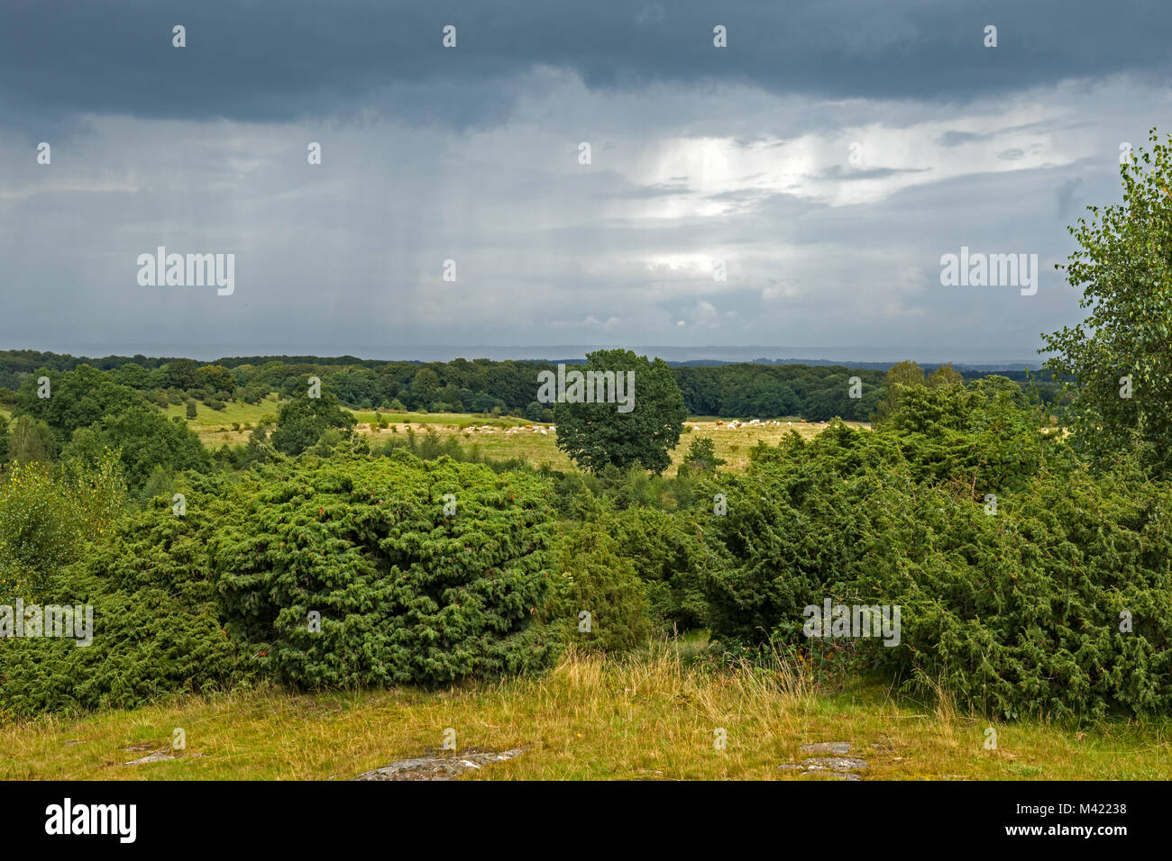 Au soleil avec des averses de pluie dans le Knivsås Borelund, distance de la réserve naturelle Banque D'Images