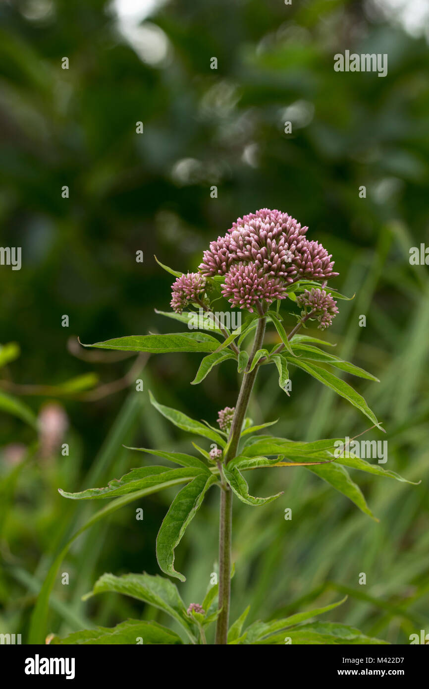 Chanvre-(Eupatorium cannabinum) agrimony avec flowerbuds, Juli Banque D'Images