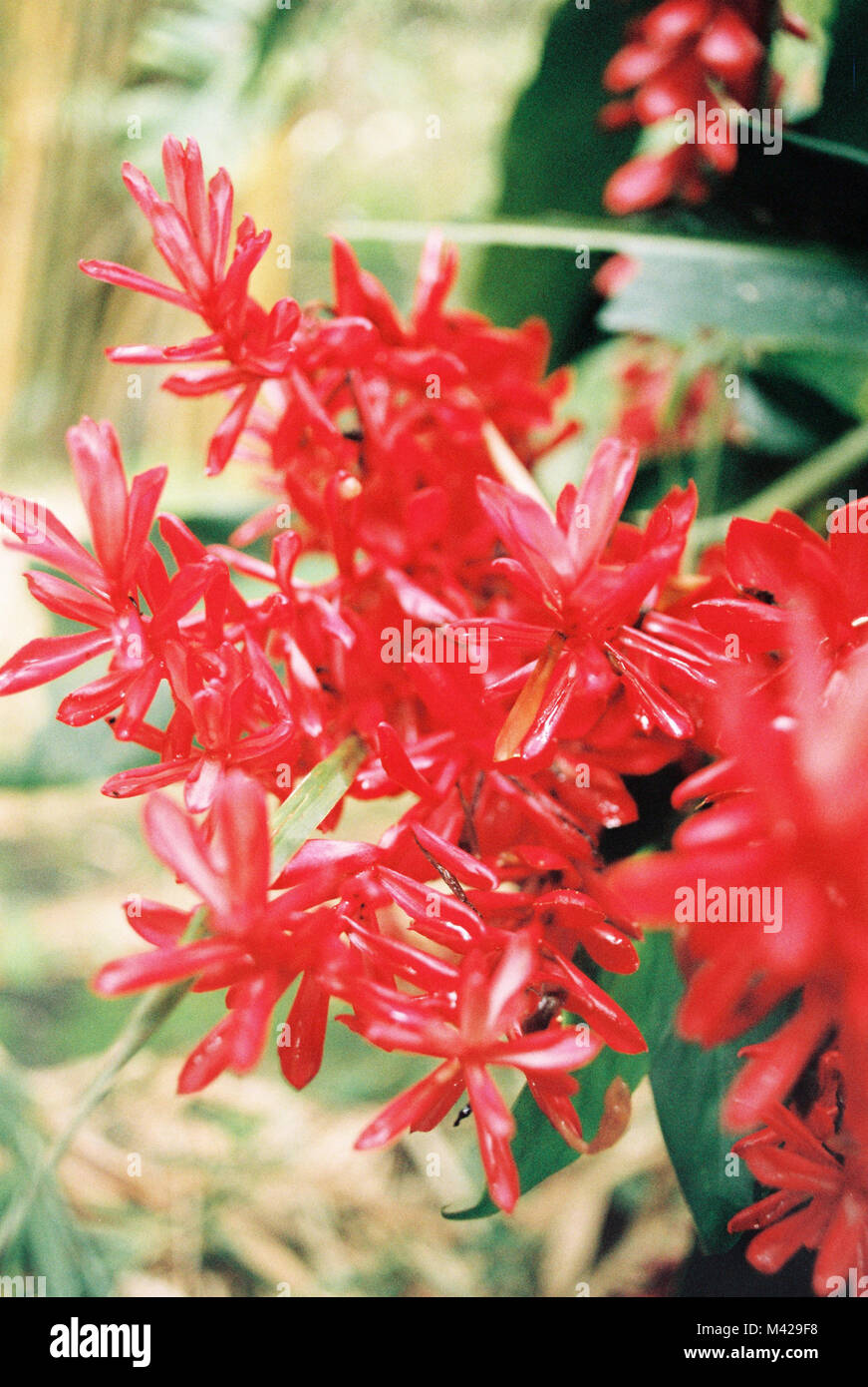 Détail tourné de quelques belles fleurs rouge vif Banque D'Images