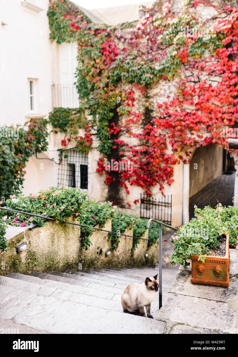 Les rues de Ravello au cours de l'automne / l'automne. Avec beaucoup de feuilles colorées, et un mignon petit chat siamois Banque D'Images