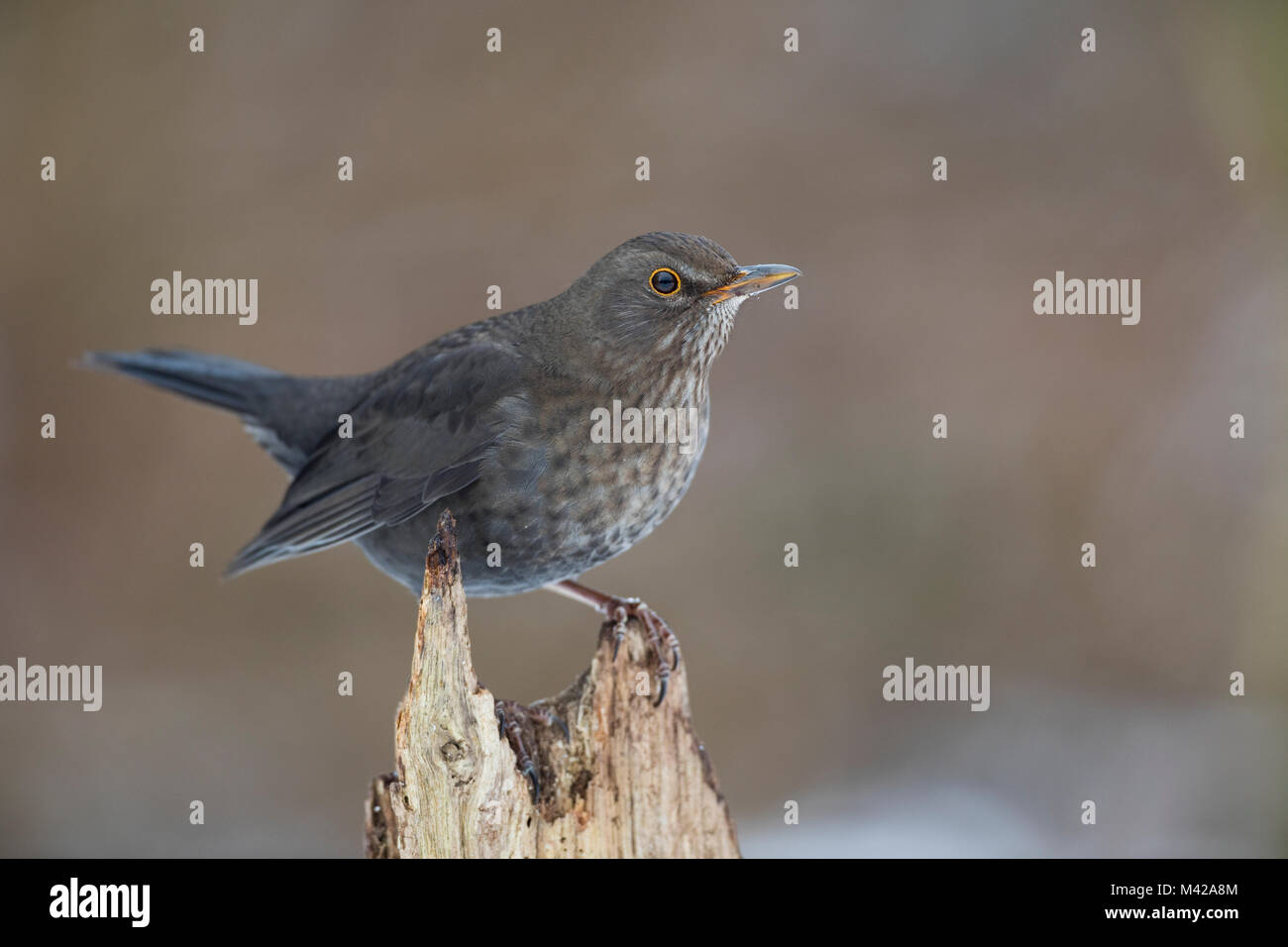 Amsel, Schwarzdrossel, Weibchen, Turdus merula, épaulettes, femme, Merle noir Banque D'Images