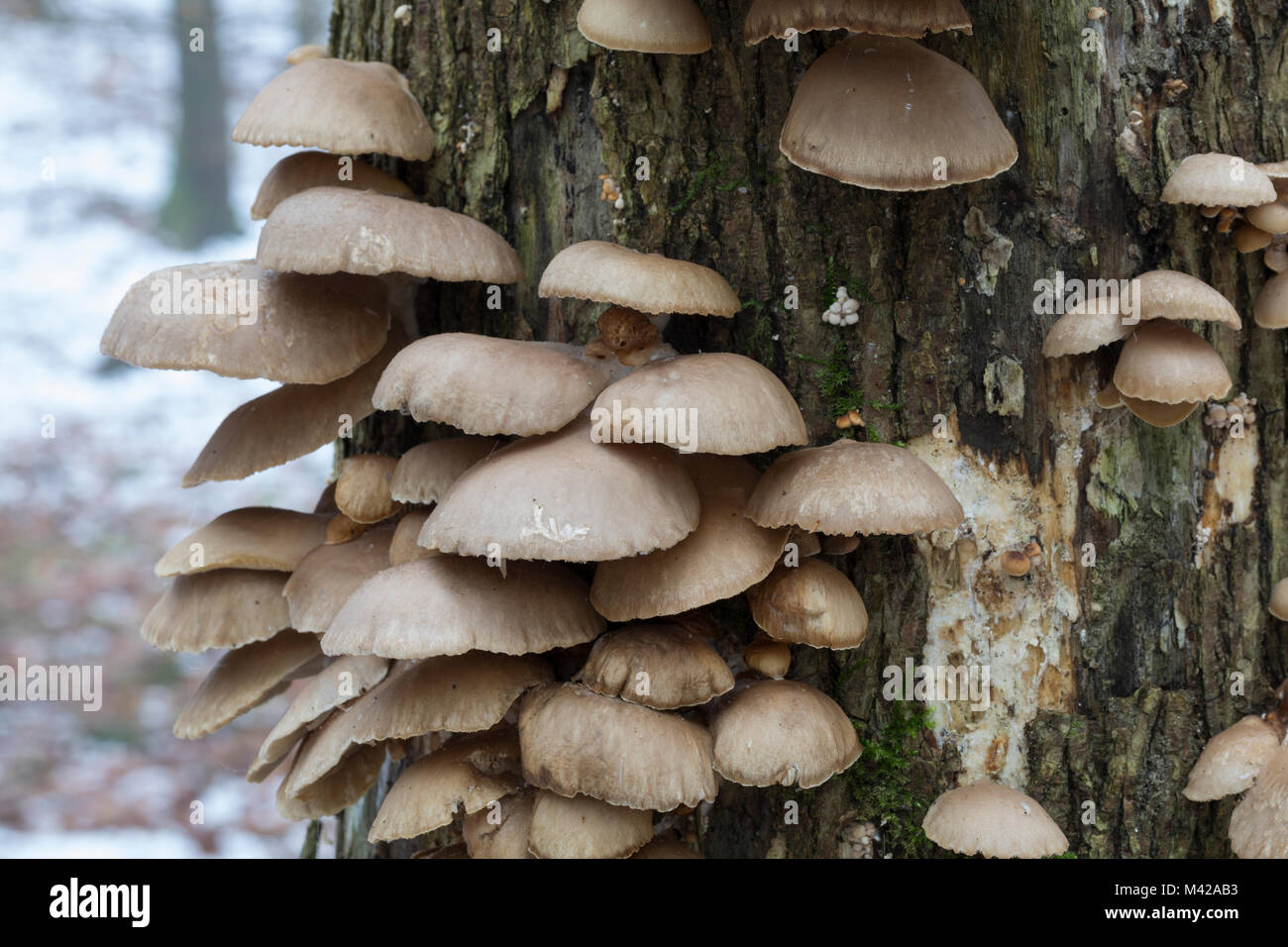 Austern-Seitling Austernseitling Austernpilz,,, Pleurotus ostreatus, pleurote, le pleurote en forme d'huître Banque D'Images