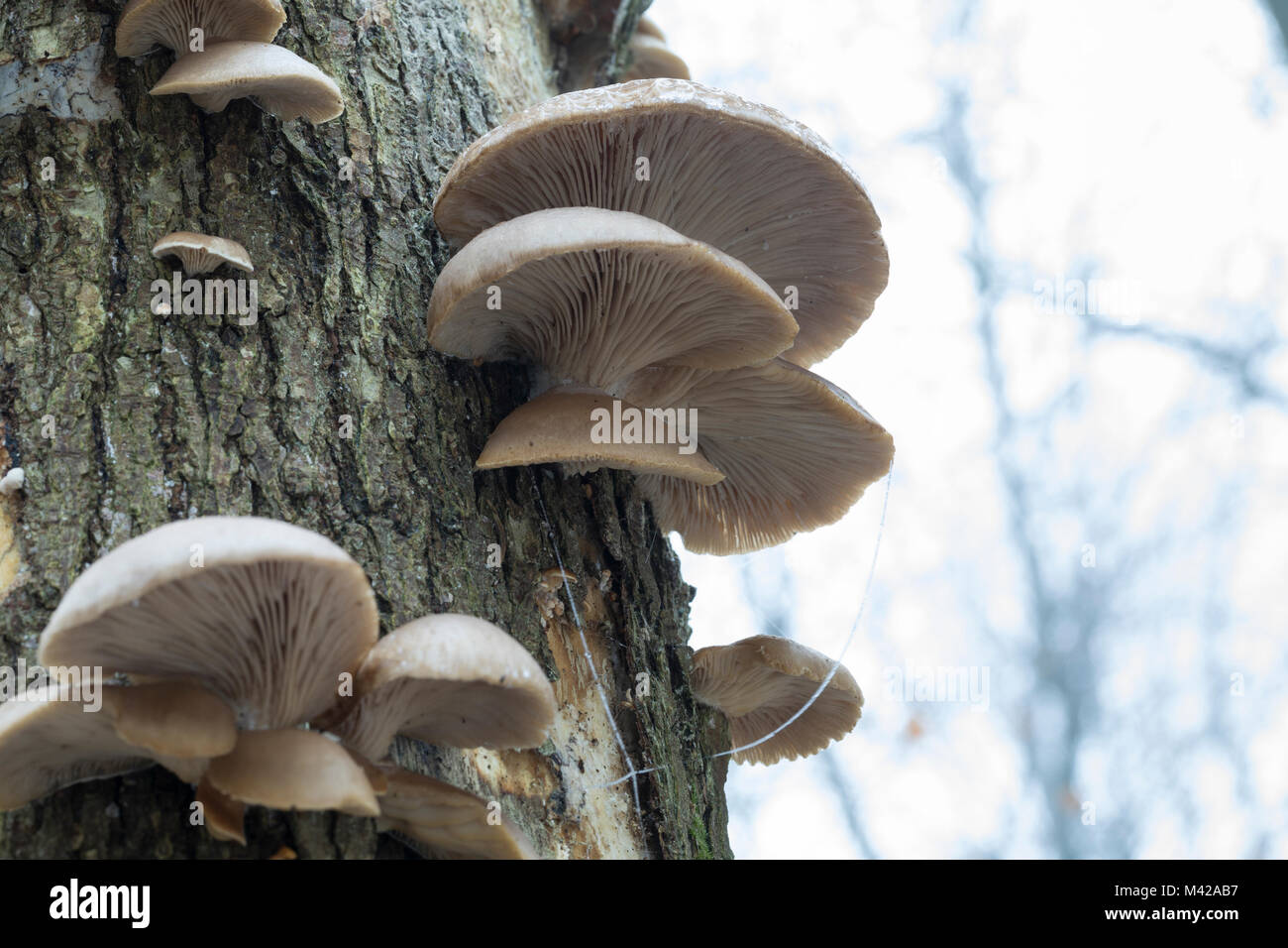 Austern-Seitling Austernseitling Austernpilz,,, Pleurotus ostreatus, pleurote, le pleurote en forme d'huître Banque D'Images