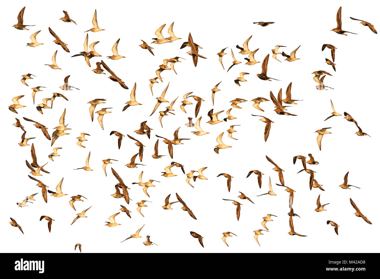 Troupeau de la migration d'échassiers isolé sur fond blanc, les oiseaux, la nature sauvage dans le ressort Banque D'Images