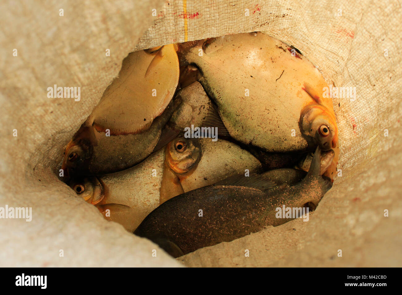 Un sac de piranha pêché dans le Pantanal, Brésil Banque D'Images