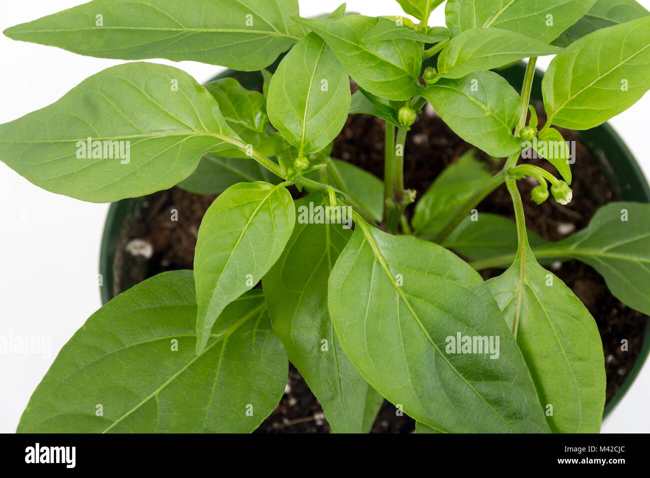 Thai piment plante en pot à fleurs isolées sur fond blanc Banque D'Images