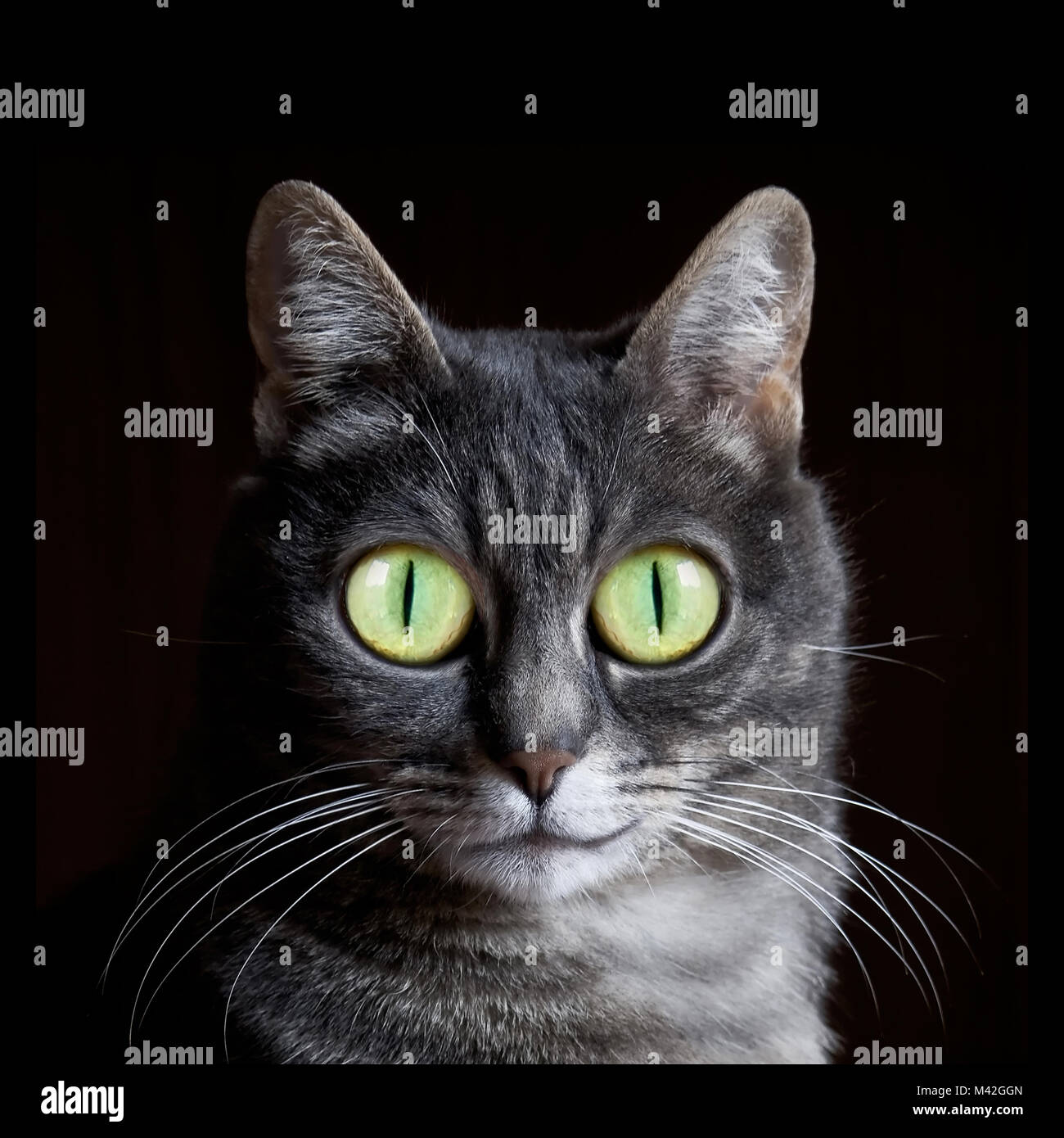 Smiling cat avec de grands yeux Banque D'Images