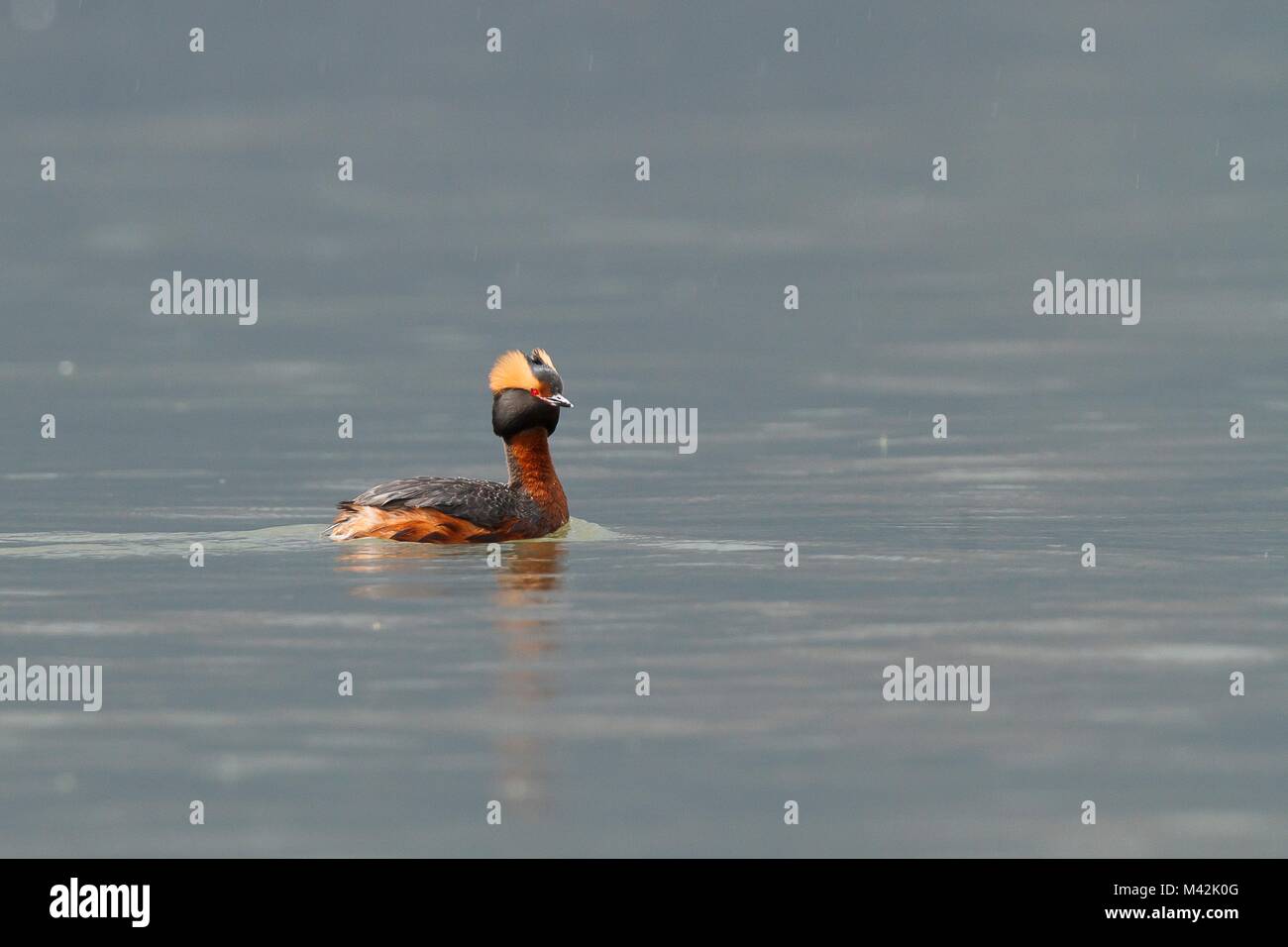 Le Lac d'Iseo, Lombardie, grèbe esclavon, plumage de la saison de reproduction. Banque D'Images