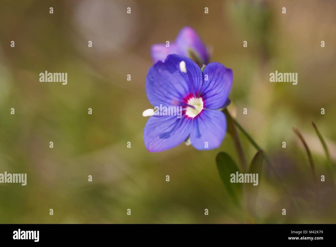 La Lombardie, Italie. Woodystem speedwell Banque D'Images