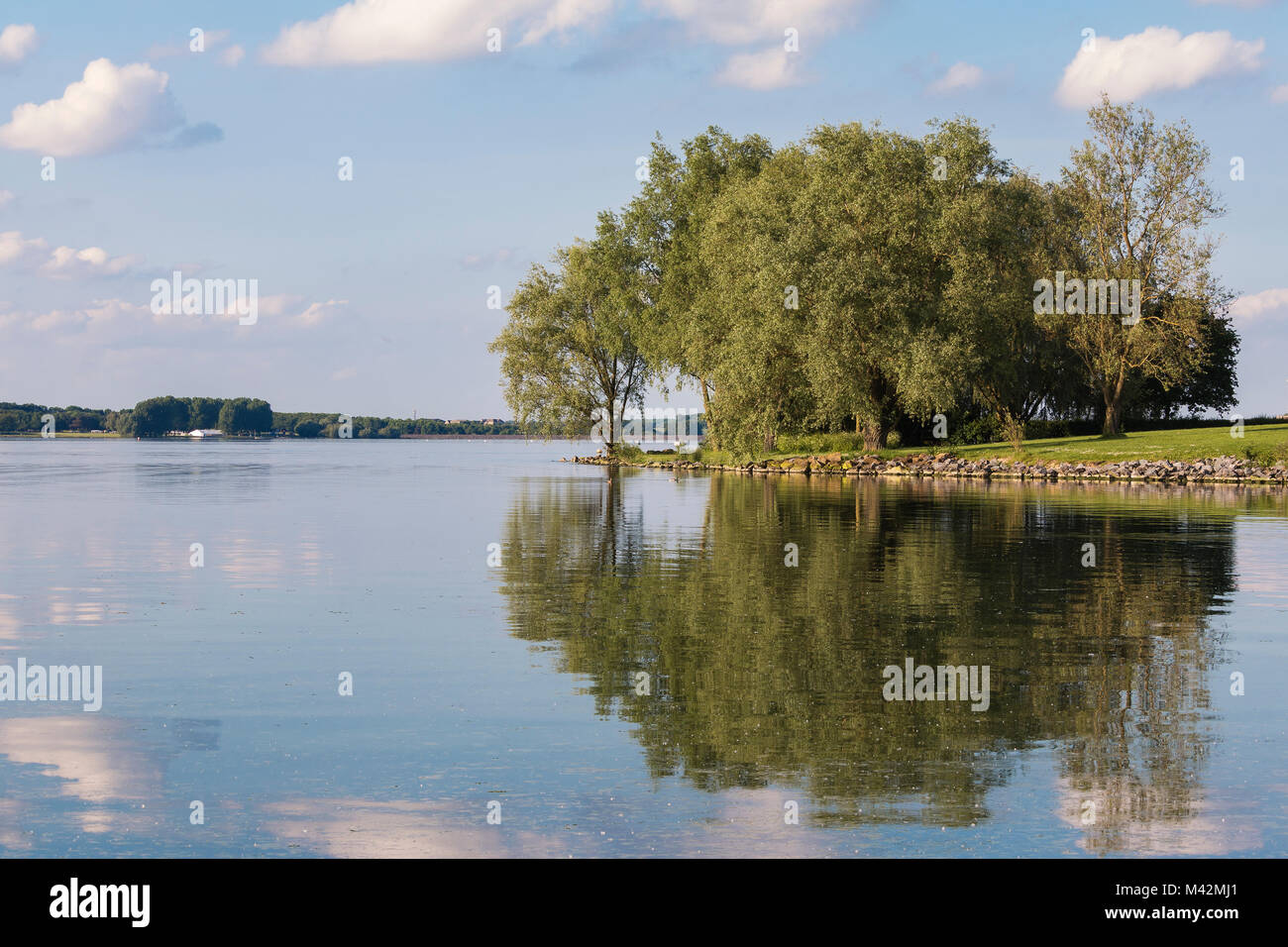 Une image d'un groupe d'arbres sur la rive sud de Rutland Water, Rutland, England, UK Banque D'Images