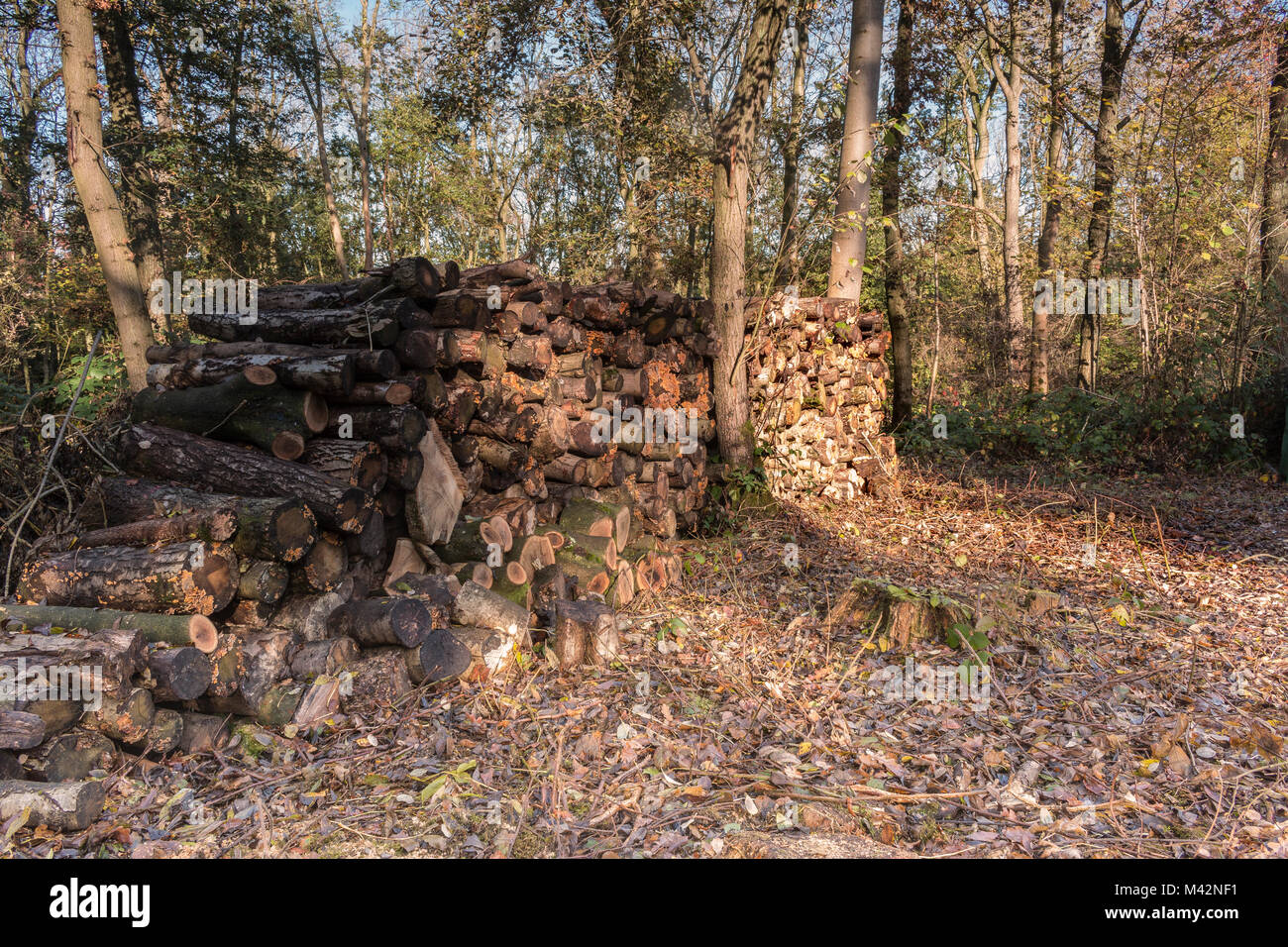 Une image de la lumière du soleil sur une pile de grumes à Launde Woods, Leicestershire, England, UK Banque D'Images