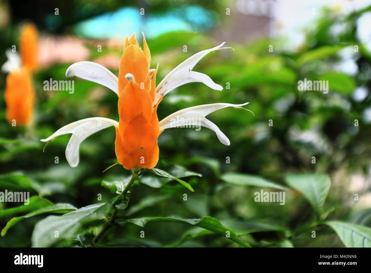 Fleurs blanches de Pachystachys lutea plante arbustive ou lollipop séquentiellement sur émergents racemes de bractées jaune-orange. Bontoc-Mountain pr Banque D'Images