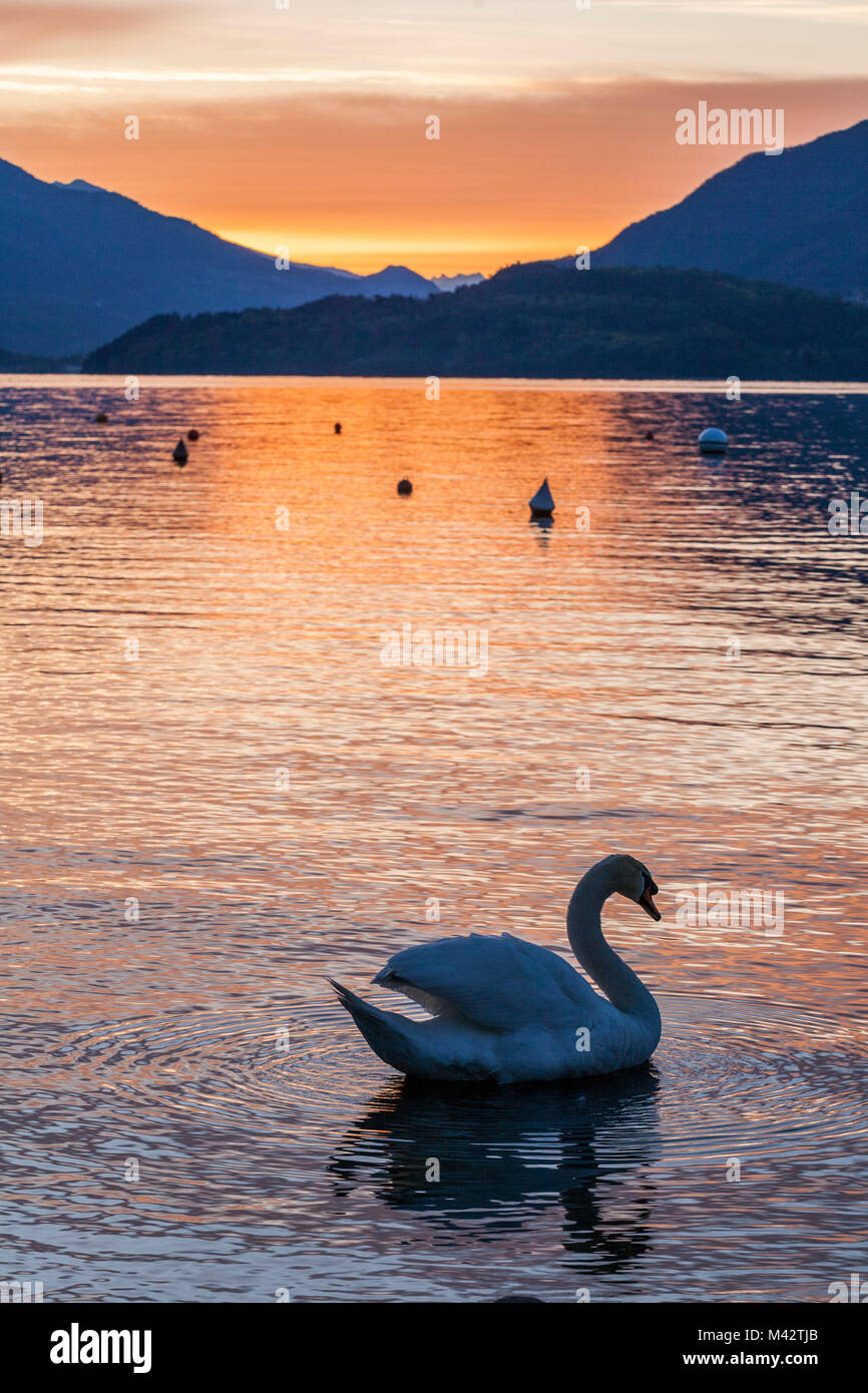 Le cygne au lever du soleil sur le lac de Côme de Domaso village. La Lombardie, Italie, province de Côme Banque D'Images