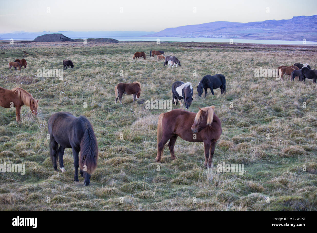 L'Europe, l'Islande, Région Vesturland. Les chevaux sauvages Banque D'Images