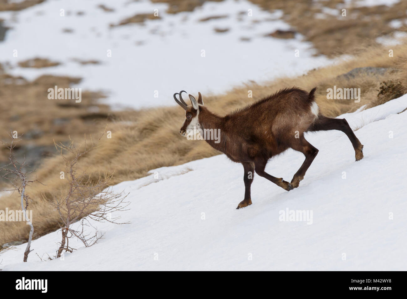 La Lombardie, Italie. Chamois Banque D'Images