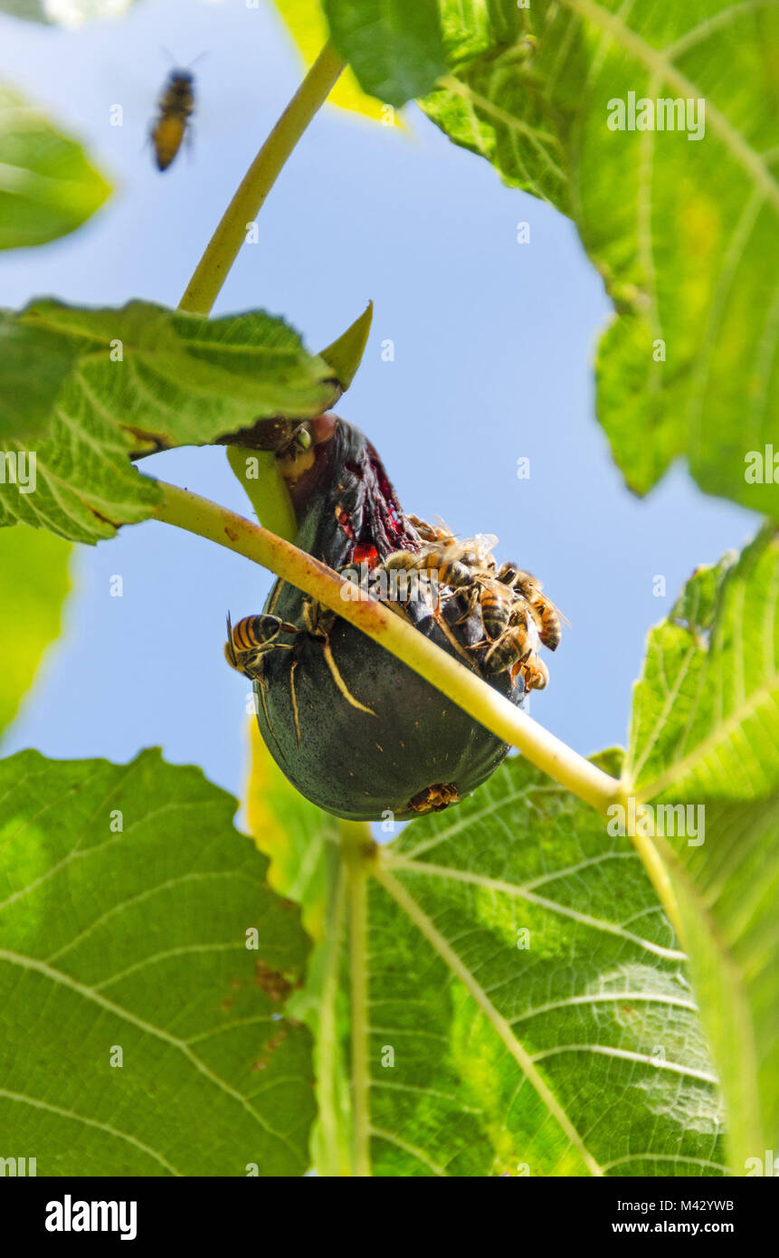 Les abeilles se nourrissant de figues mûres dans le jardin de la Villa Getty, Pacific Palisades, en Californie. Banque D'Images