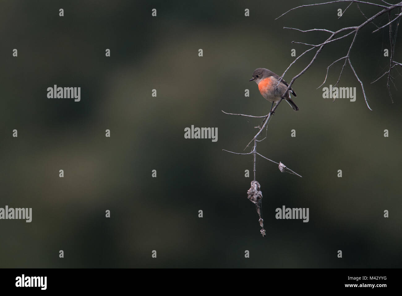 Miro écarlate sitting on tree branchwhile à la nourriture à l'Australie tasmanie motton Banque D'Images