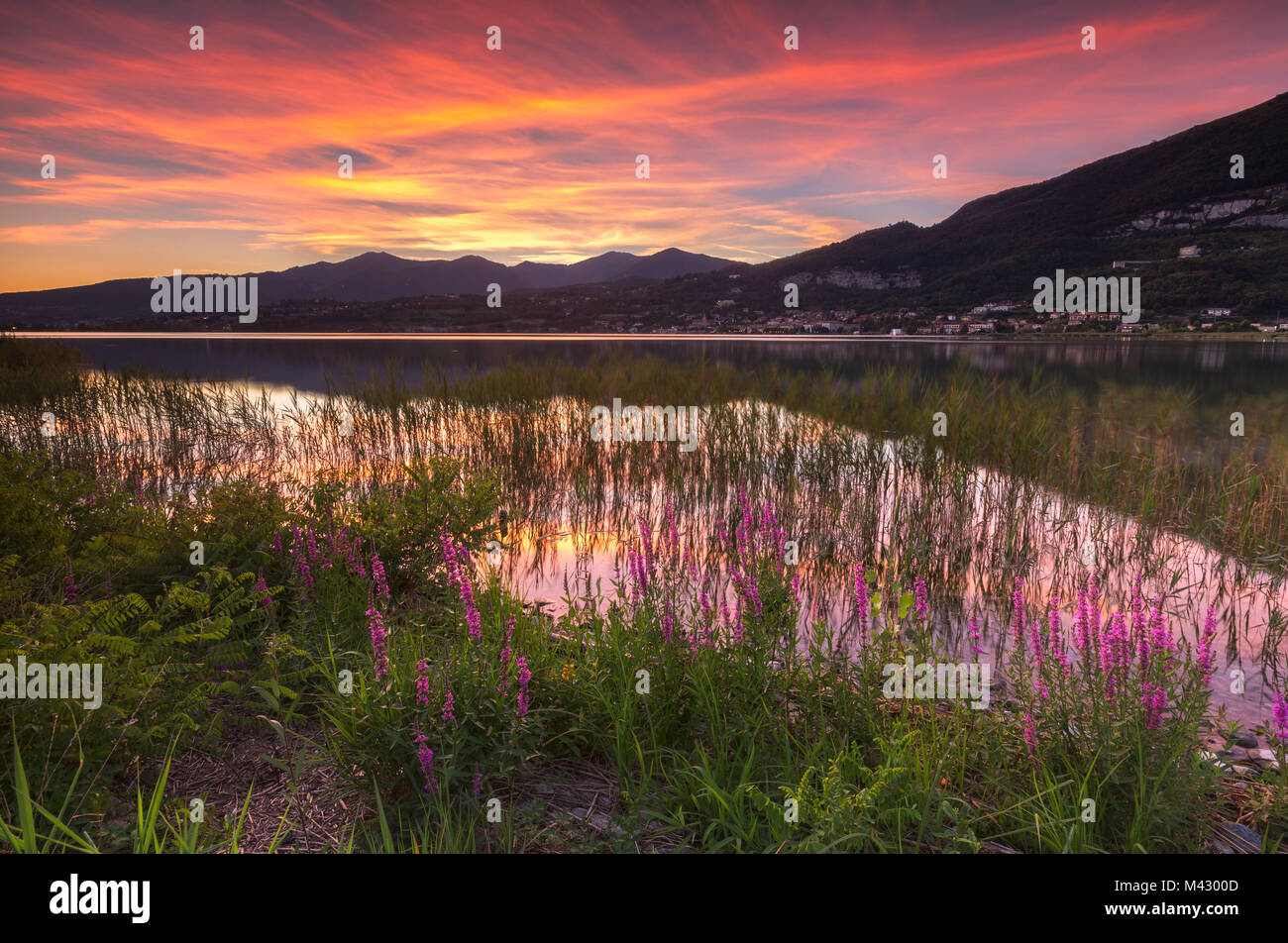 Lythrum Salicaria au coucher du soleil, le lac de Pusiano, province de Côme, la Brianza, en Lombardie, Italie, Europe Banque D'Images