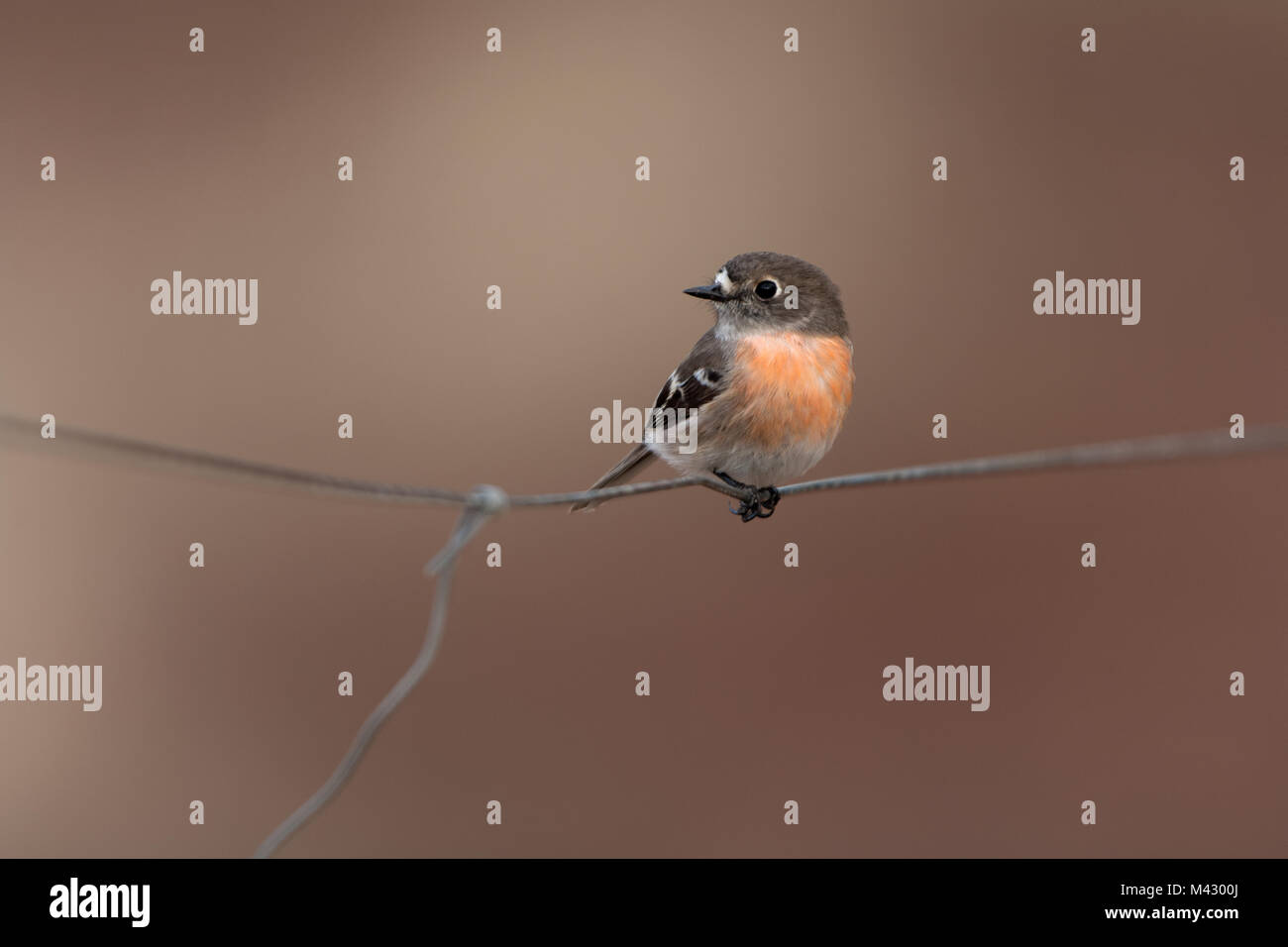 Miro écarlate assis sur le fil de clôture toodyay wetsern Australie Australie Banque D'Images