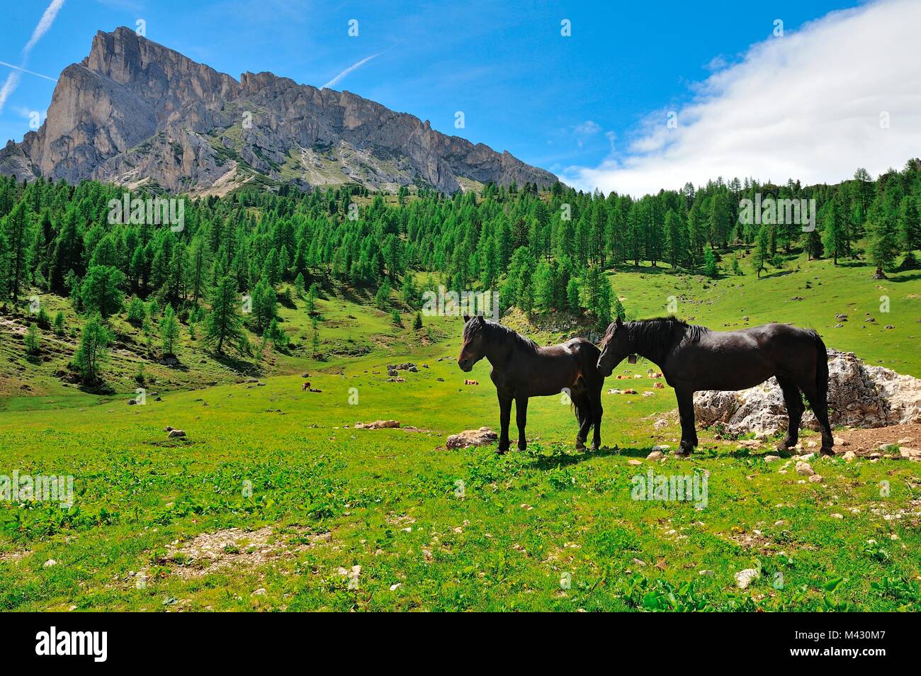 Les chevaux au Passo Giau Hut, San Vito di Cadore et Cortina d'Ampezzo vallée, Cols Alpins, province de Belluno, Vénétie, Italie Banque D'Images