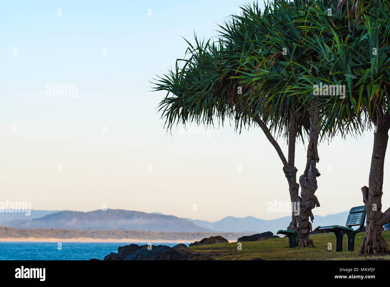 Seul un siège avec un matin tôt sur la plage principale à Scotts Head sur la côte nord de l'Australie NSW avec arbres Pandanus Pandanus (spiralis) Banque D'Images