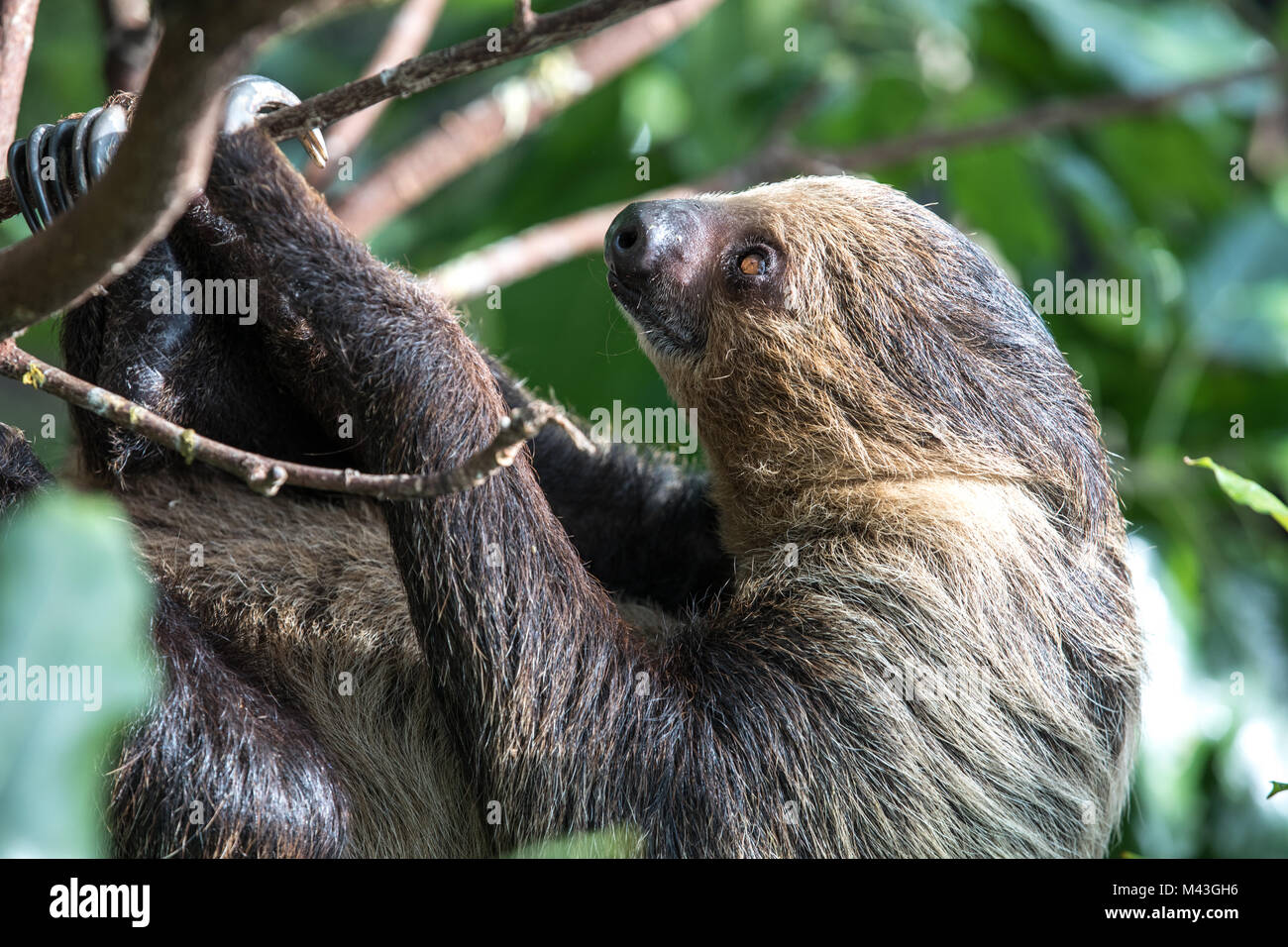 Une ambiance de sleepy Linnaeus deux-toed sloth (Choloepus didactylus) hanging in tree canopy. Dubaï, Émirats arabes unis. Banque D'Images