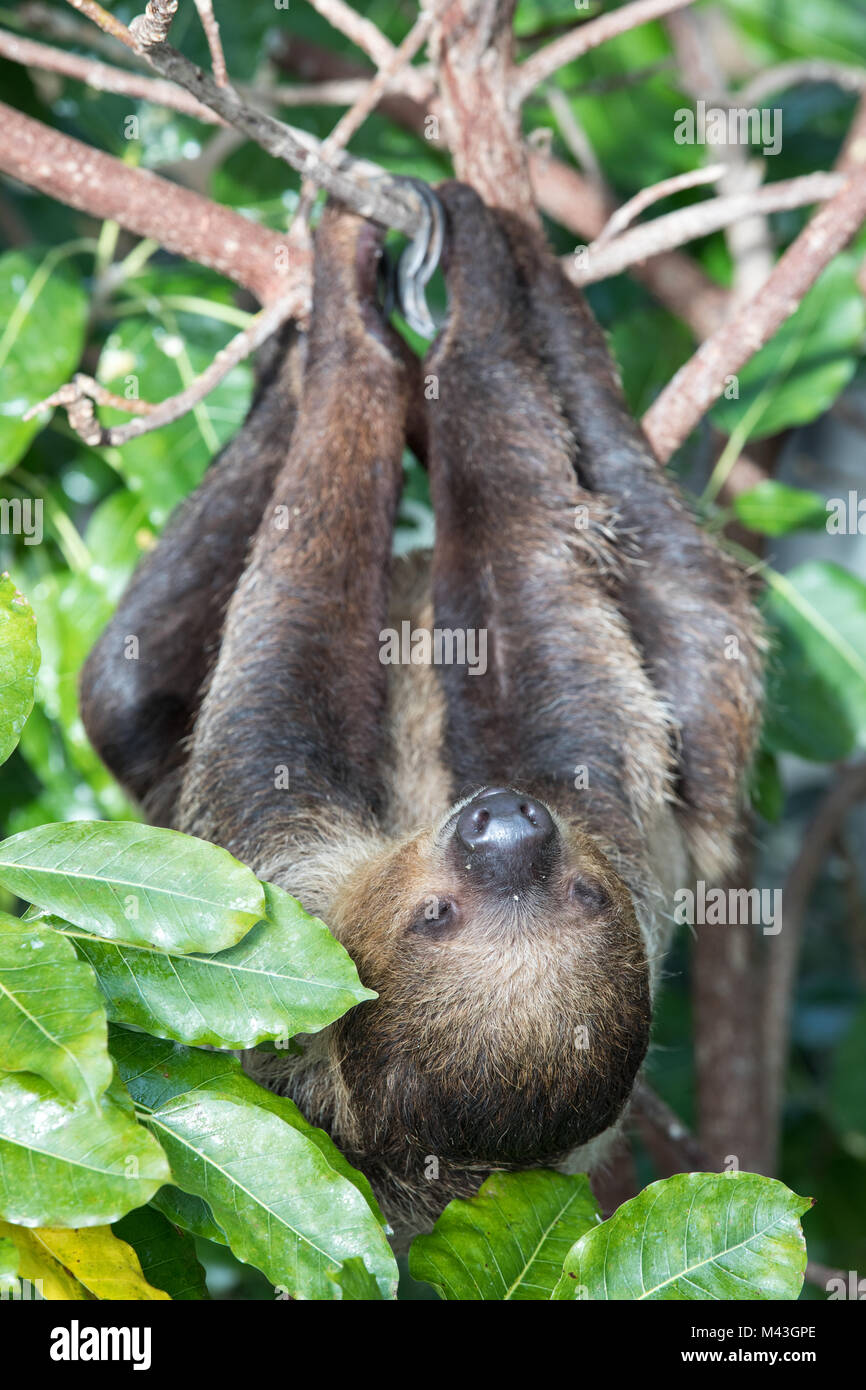 Une ambiance de sleepy Linnaeus deux-toed sloth (Choloepus didactylus) hanging in tree canopy. Dubaï, Émirats arabes unis. Banque D'Images