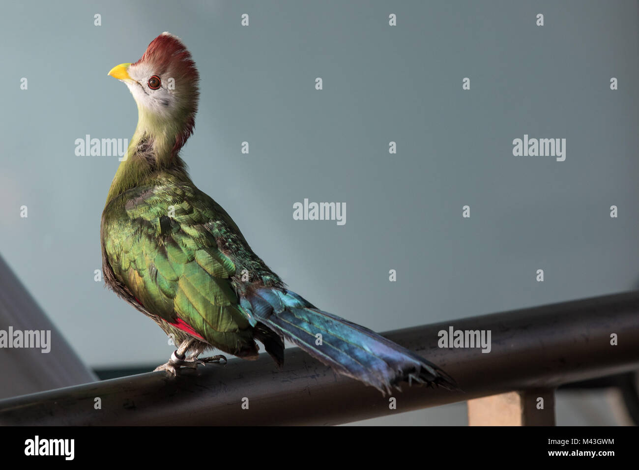 Close-up portrait of a tropical coloré oiseau posé sur un perchoir. Dubaï, Émirats arabes unis. Banque D'Images