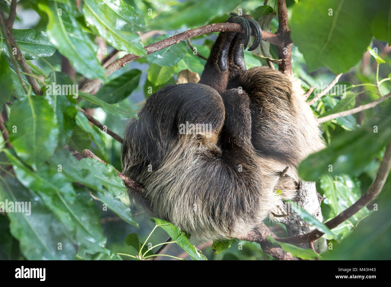 Une ambiance de sleepy Linnaeus deux-toed sloth (Choloepus didactylus) hanging in tree canopy. Dubaï, Émirats arabes unis. Banque D'Images