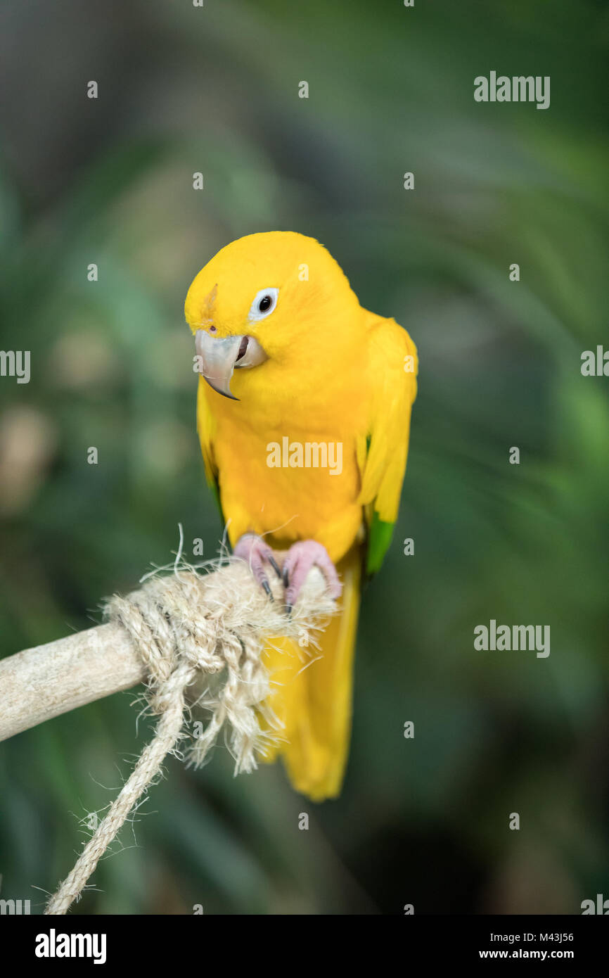 Close-up portrait of a tropical coloré oiseau posé sur un perchoir. Dubaï, Émirats arabes unis. Banque D'Images