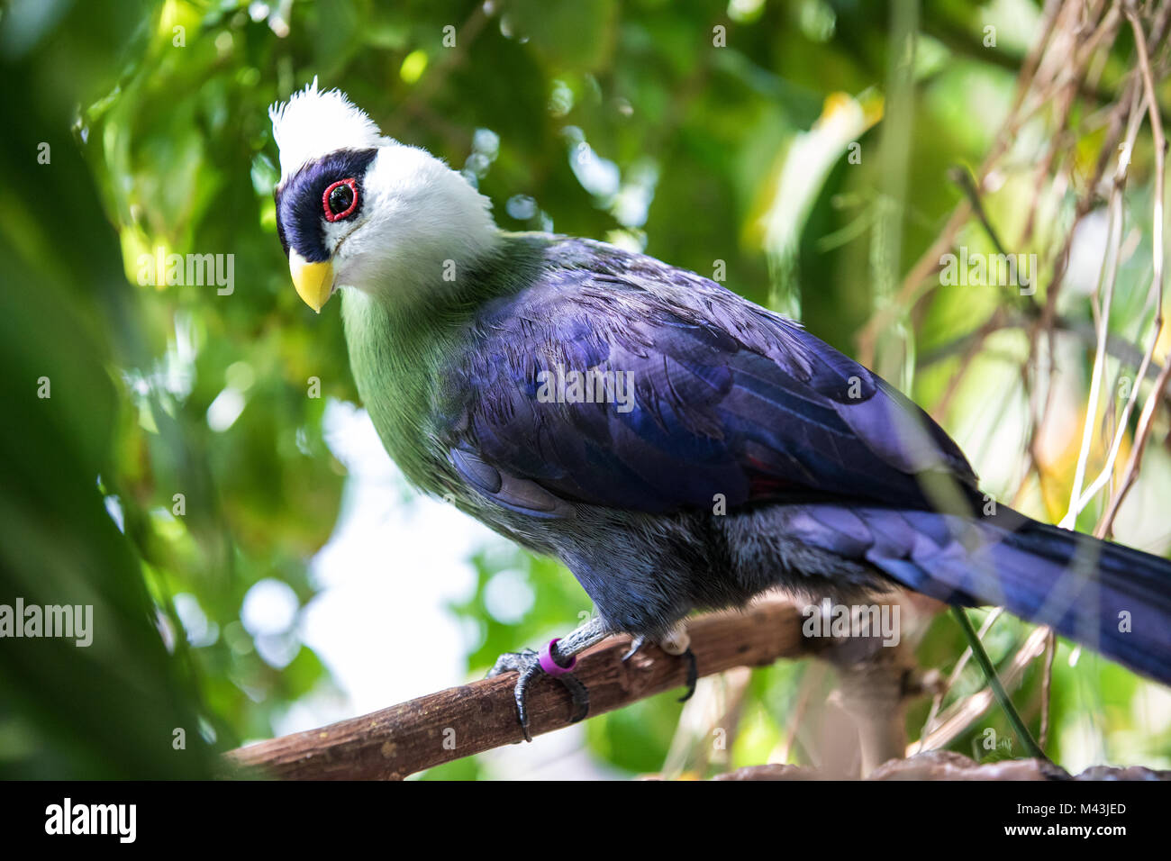 Close-up portrait of a tropical coloré oiseau posé sur un perchoir. Dubaï, Émirats arabes unis. Banque D'Images