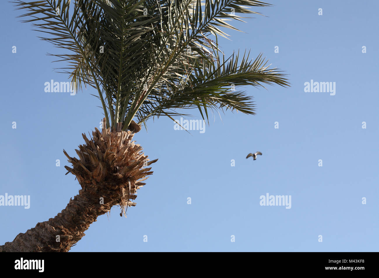 Palm et flying pigeon, ciel bleu Banque D'Images