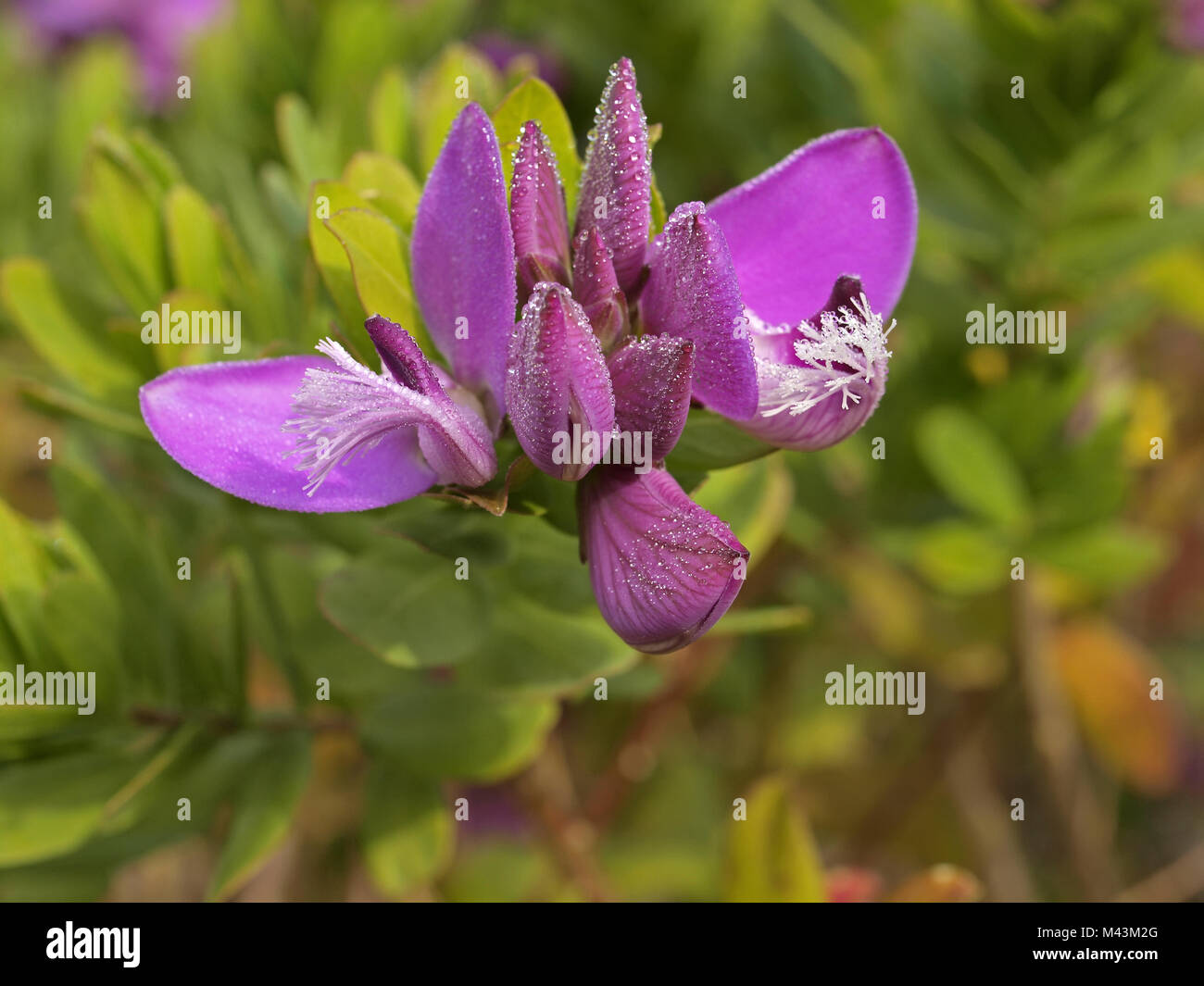 Polygala myrtifolia, septembre, bush bush Sweetpea Banque D'Images