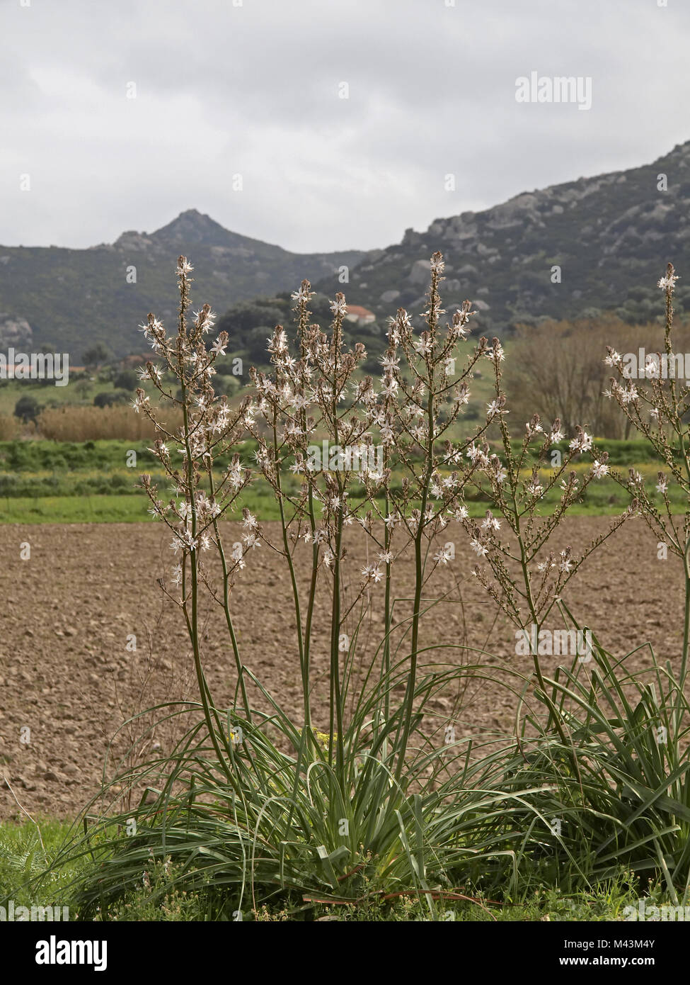 Asphodelus aestivus, ramifiés Asphodel, A. Commun Banque D'Images