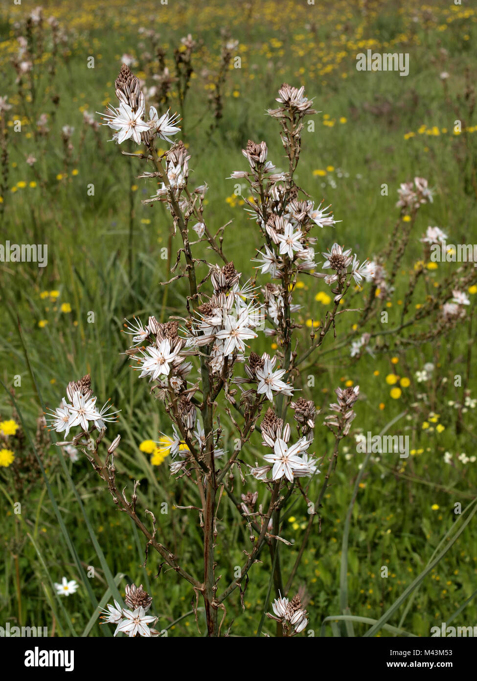 Asphodelus aestivus, ramifiés Asphodel, A. Commun Banque D'Images